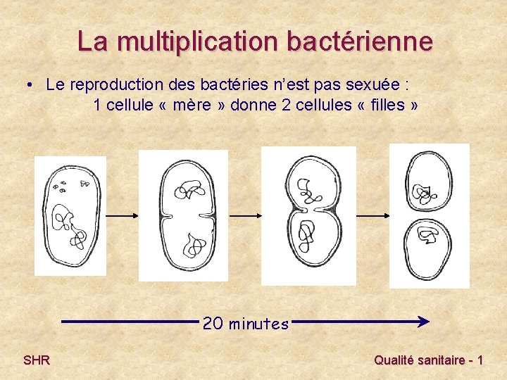 La multiplication bactérienne • Le reproduction des bactéries n’est pas sexuée : 1 cellule