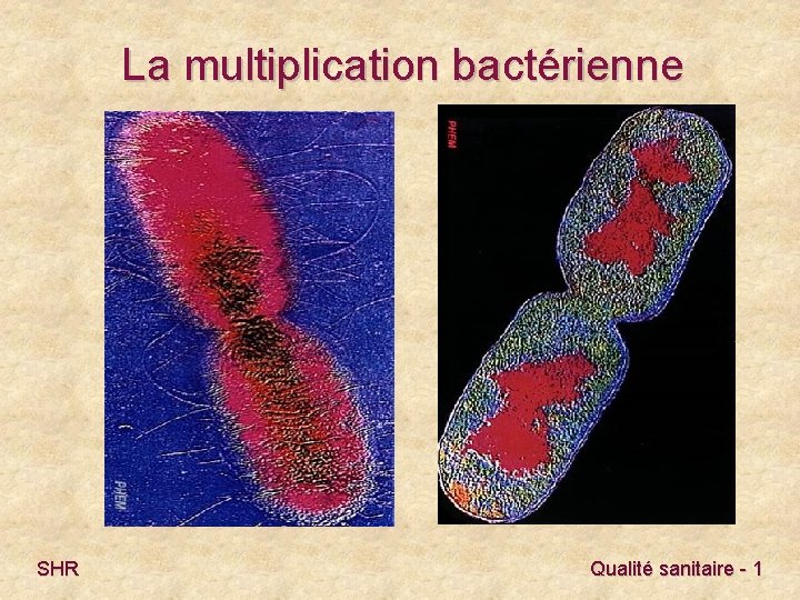 La multiplication bactérienne SHR Qualité sanitaire - 1 