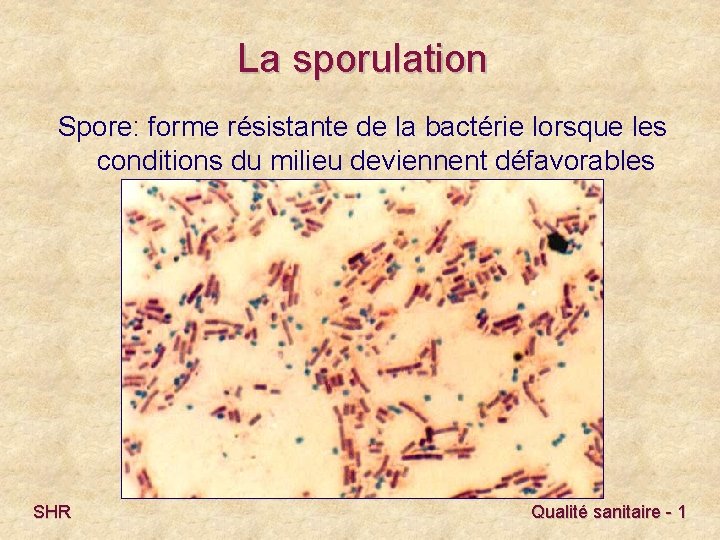 La sporulation Spore: forme résistante de la bactérie lorsque les conditions du milieu deviennent