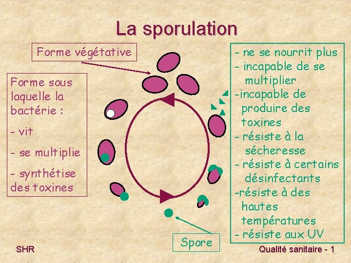 La sporulation Forme végétative Forme sous laquelle la bactérie : - vit - se