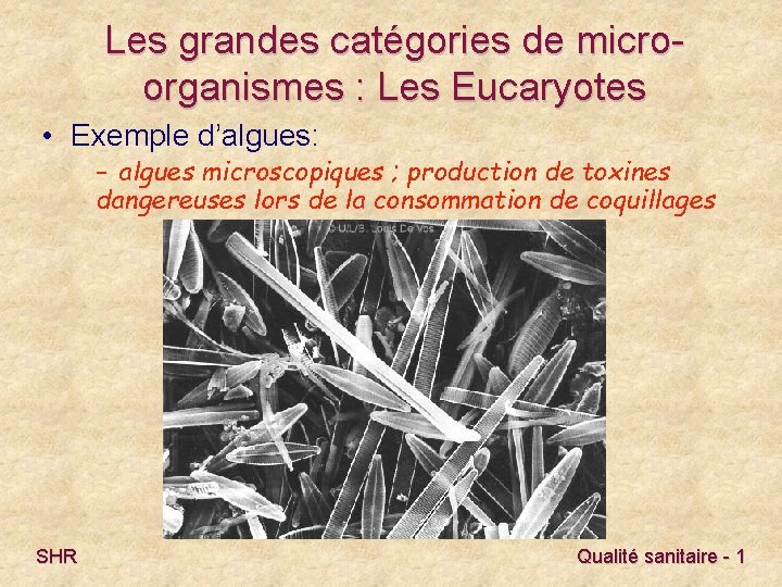 Les grandes catégories de microorganismes : Les Eucaryotes • Exemple d’algues: – algues microscopiques