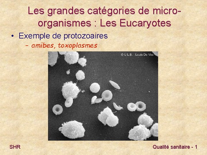 Les grandes catégories de microorganismes : Les Eucaryotes • Exemple de protozoaires – amibes,