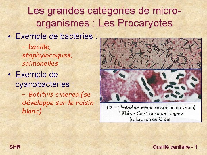 Les grandes catégories de microorganismes : Les Procaryotes • Exemple de bactéries : –