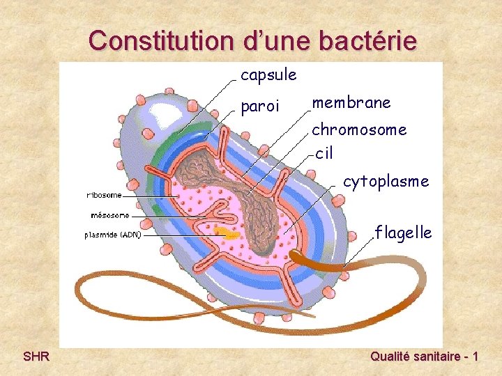 Constitution d’une bactérie capsule paroi membrane chromosome cil cytoplasme flagelle SHR Qualité sanitaire -