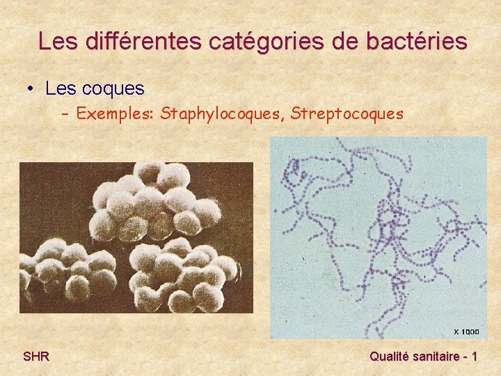 Les différentes catégories de bactéries • Les coques – Exemples: Staphylocoques, Streptocoques SHR Qualité