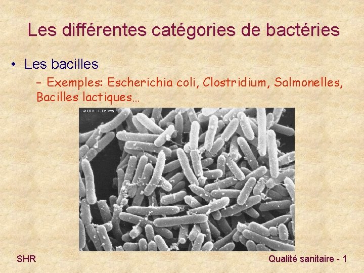 Les différentes catégories de bactéries • Les bacilles – Exemples: Escherichia coli, Clostridium, Salmonelles,