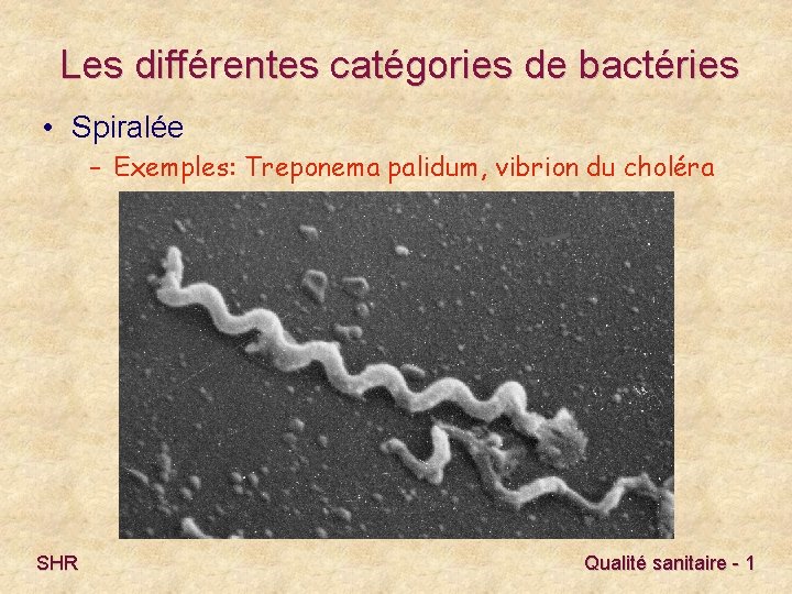 Les différentes catégories de bactéries • Spiralée – Exemples: Treponema palidum, vibrion du choléra