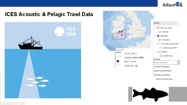 ICES Acoustic & Pelagic Trawl Data Creation of web interfaces and databases to serve