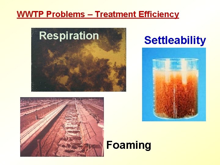 WWTP Problems – Treatment Efficiency Respiration Settleability Foaming 