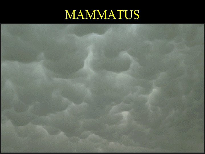 MAMMATUS 