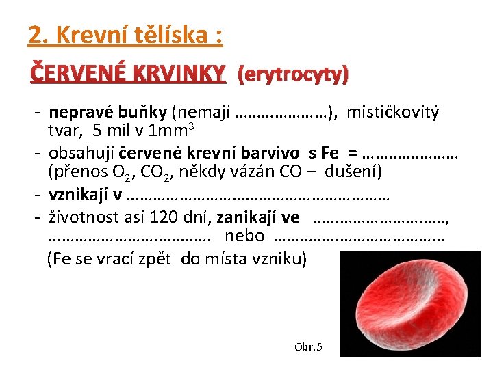 2. Krevní tělíska : ČERVENÉ KRVINKY (erytrocyty) - nepravé buňky (nemají …………………), mističkovitý tvar,