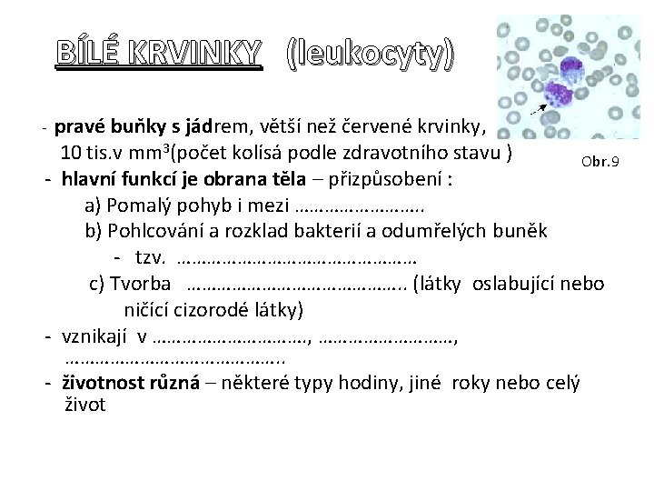 BÍLÉ KRVINKY (leukocyty) • Bílé krvinky (LEUKOCYTY) - pravé buňky s jádrem, větší než