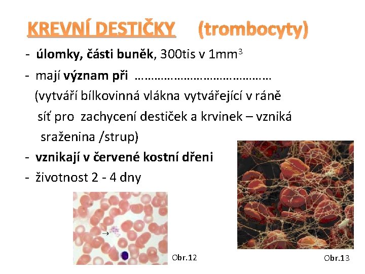 KREVNÍ DESTIČKY (trombocyty) - úlomky, části buněk, 300 tis v 1 mm 3 -