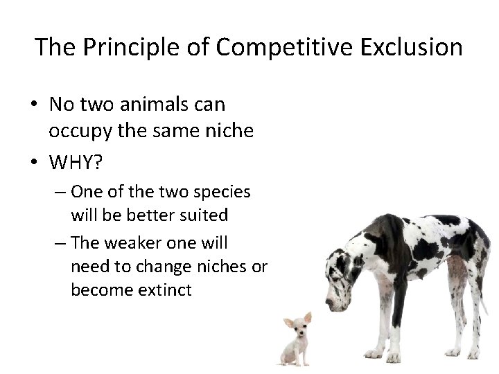 The Principle of Competitive Exclusion • No two animals can occupy the same niche