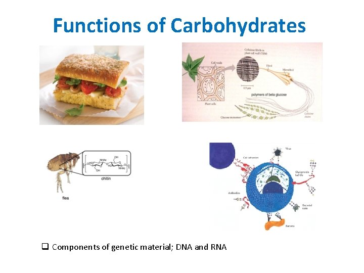 Functions of Carbohydrates q Components of genetic material; DNA and RNA Functions of Carbohydrates q Components of genetic material; DNA and RNA