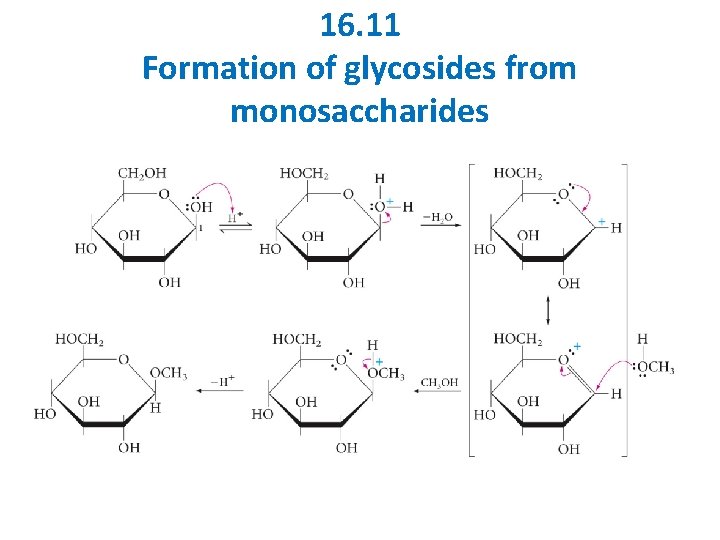 16. 11 Formation of glycosides from monosaccharides 