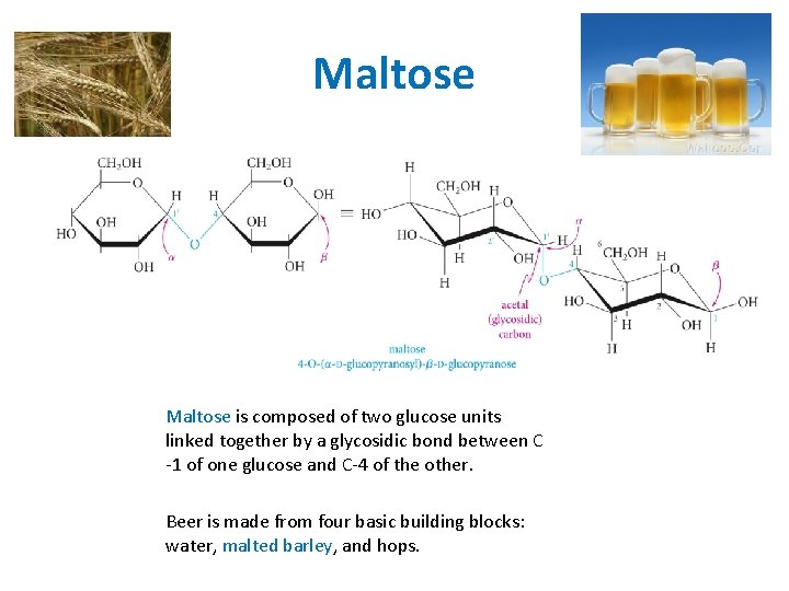 Maltose is composed of two glucose units linked together by a glycosidic bond between