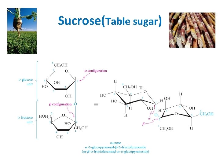 Sucrose(Table sugar) Sucrose(Table sugar)