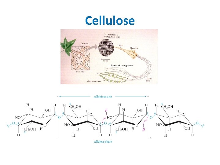 Cellulose Cellulose