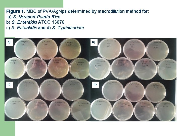 Figure 1. MBC of PVA/Ag. Nps determined by macrodilution method for: a) S. Newport-Puerto