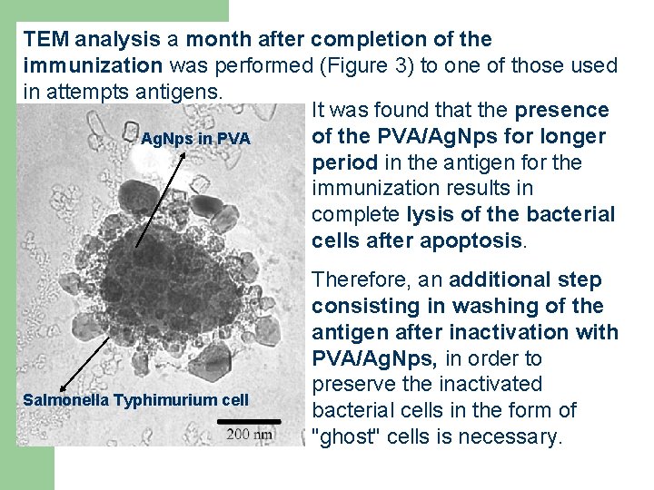 TEM analysis a month after completion of the immunization was performed (Figure 3) to