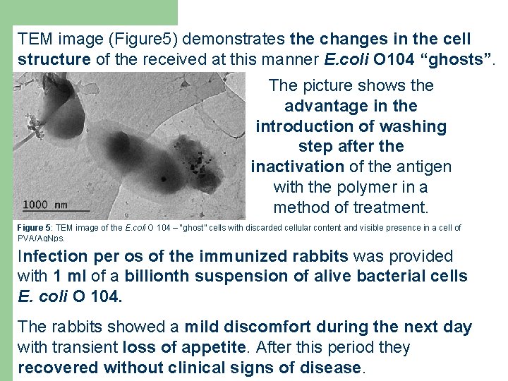 TEM image (Figure 5) demonstrates the changes in the cell structure of the received