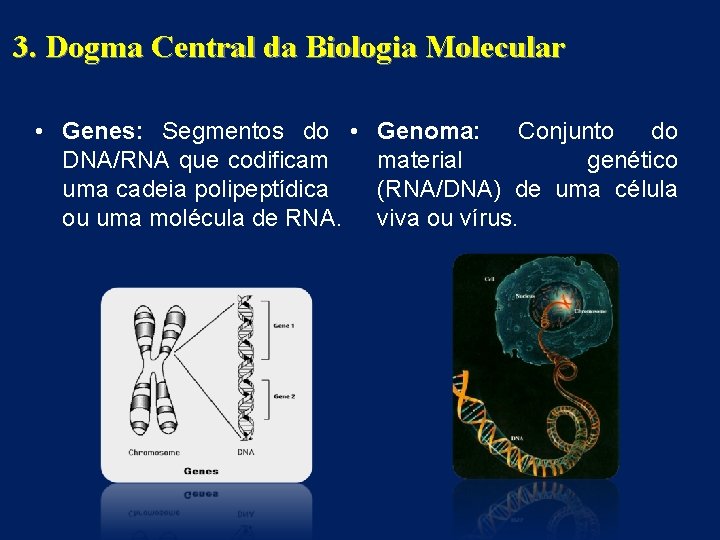 3. Dogma Central da Biologia Molecular • Genes: Segmentos do • Genoma: Conjunto do