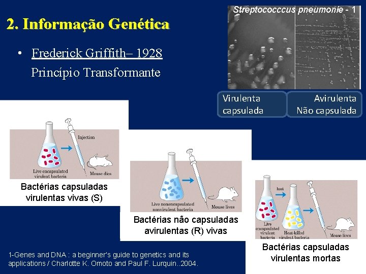 2. Informação Genética Streptococccus pneumonie - 1 • Frederick Griffith– 1928 Princípio Transformante Virulenta