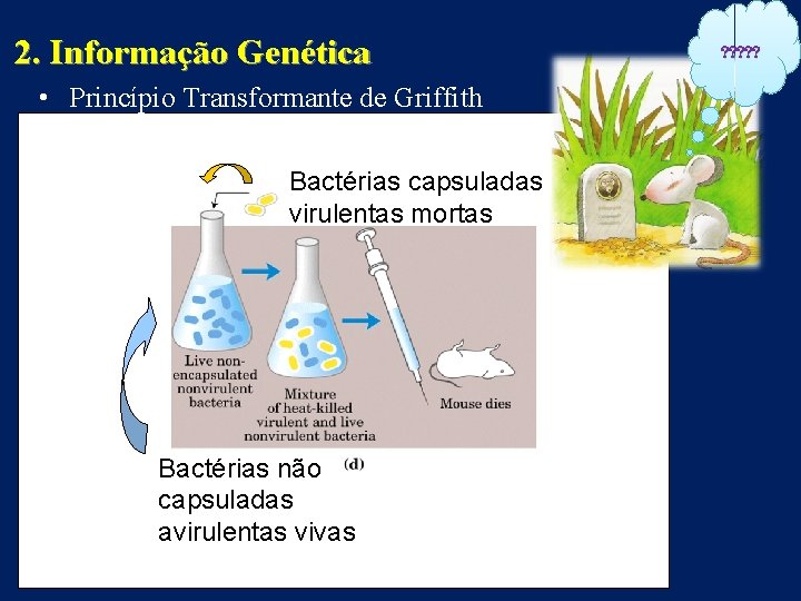 2. Informação Genética • Princípio Transformante de Griffith Bactérias capsuladas virulentas mortas Bactérias não