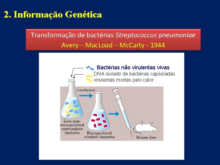 2. Informação Genética Transformação de bactérias Streptococcus pneumoniae Avery – Mac. Load – Mc.