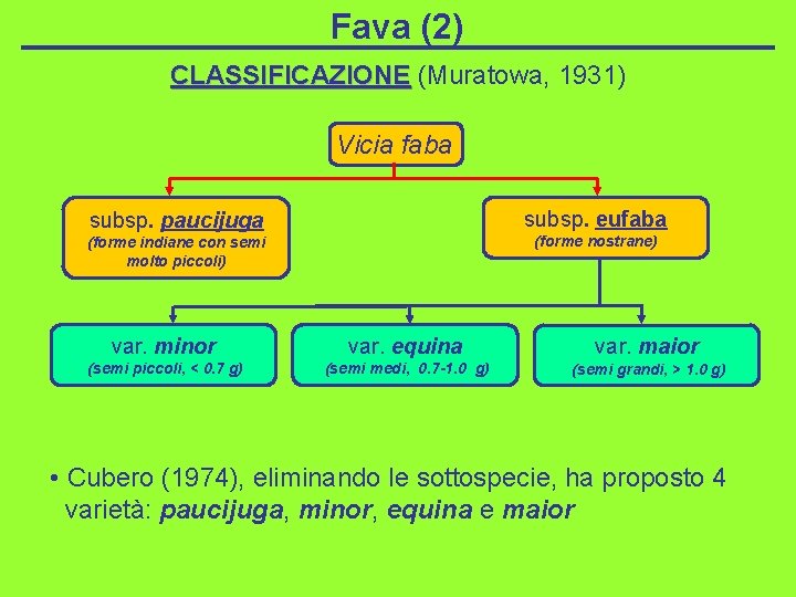 Fava (2) CLASSIFICAZIONE (Muratowa, 1931) Vicia faba subsp. paucijuga subsp. eufaba (forme indiane con