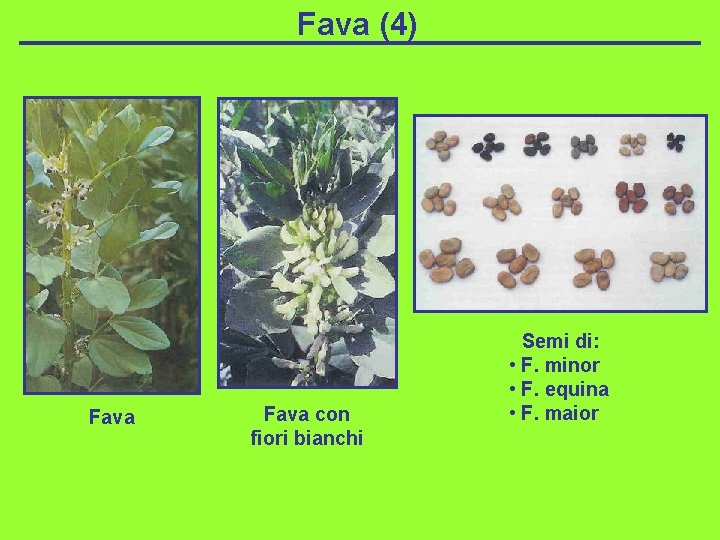 Fava (4) Fava con fiori bianchi Semi di: • F. minor • F. equina
