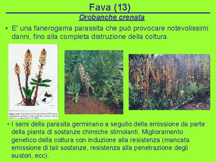 Fava (13) Orobanche crenata • E' una fanerogama parassita che può provocare notevolissimi danni,