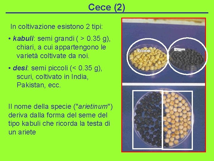 Cece (2) In coltivazione esistono 2 tipi: • kabuli: semi grandi ( > 0.
