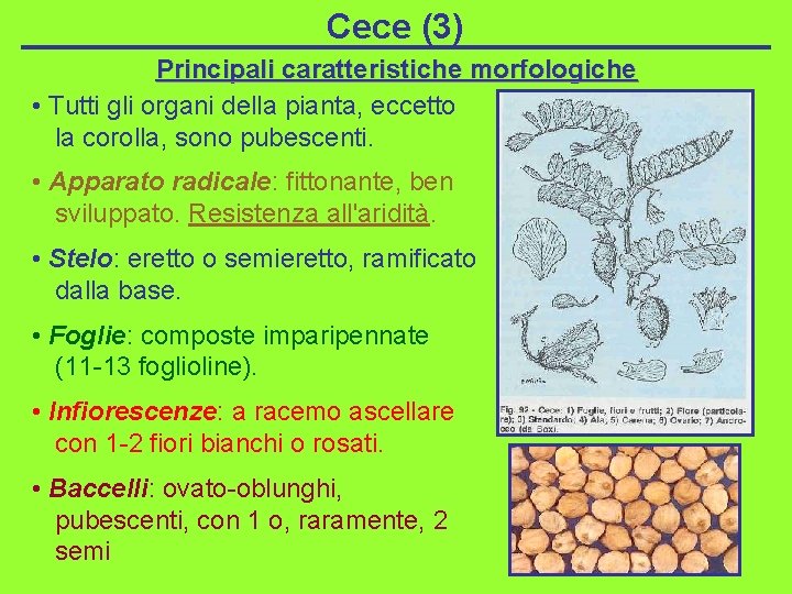 Cece (3) Principali caratteristiche morfologiche • Tutti gli organi della pianta, eccetto la corolla,