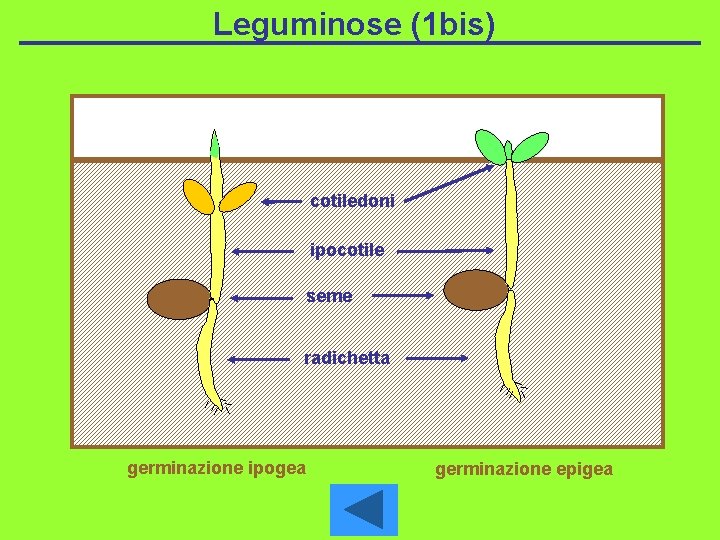 Leguminose (1 bis) cotiledoni ipocotile seme radichetta germinazione ipogea germinazione epigea 