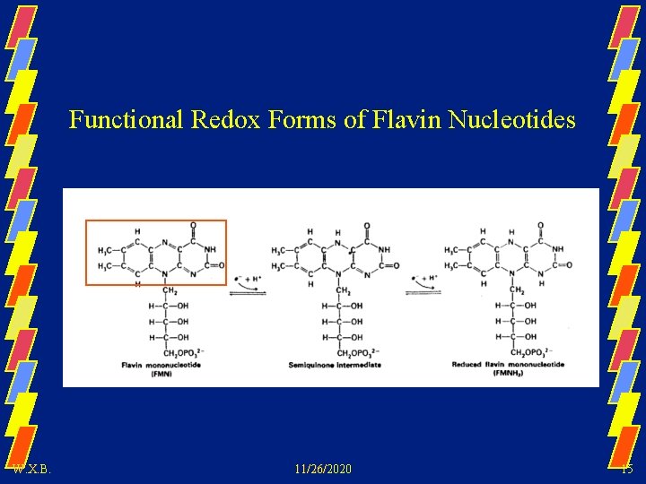 Functional Redox Forms of Flavin Nucleotides W. X. B. 11/26/2020 15 