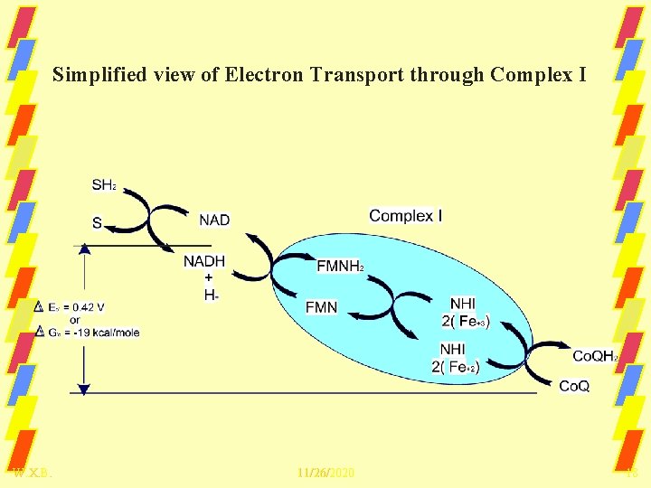 Simplified view of Electron Transport through Complex I W. X. B. 11/26/2020 18 