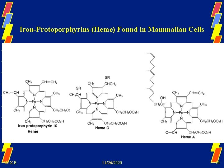 Iron-Protoporphyrins (Heme) Found in Mammalian Cells W. X. B. 11/26/2020 19 