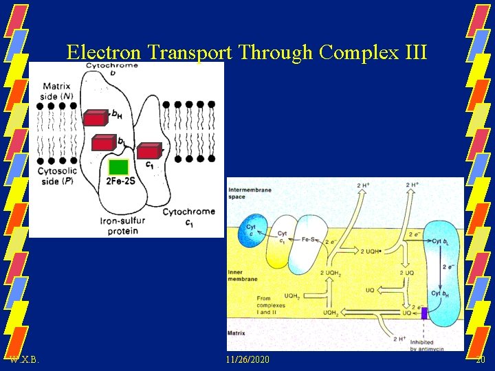 Electron Transport Through Complex III W. X. B. 11/26/2020 20 