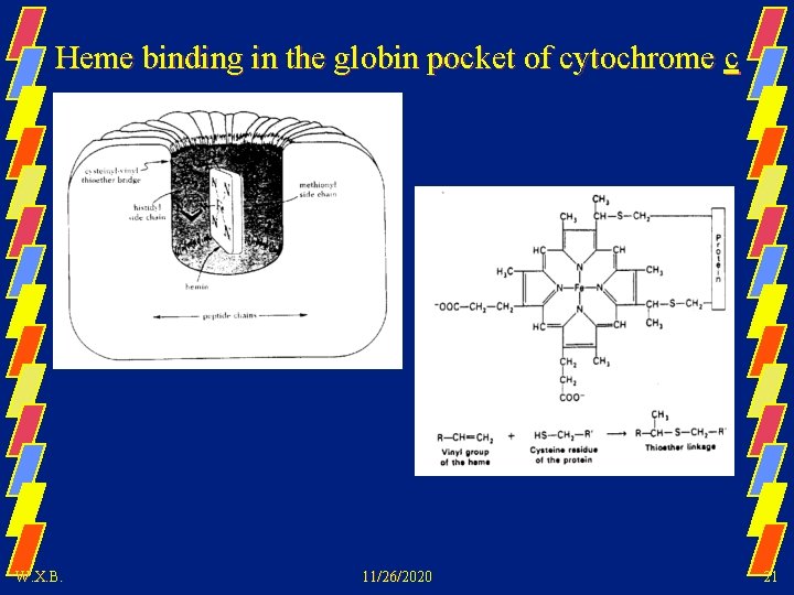 Heme binding in the globin pocket of cytochrome c W. X. B. 11/26/2020 21