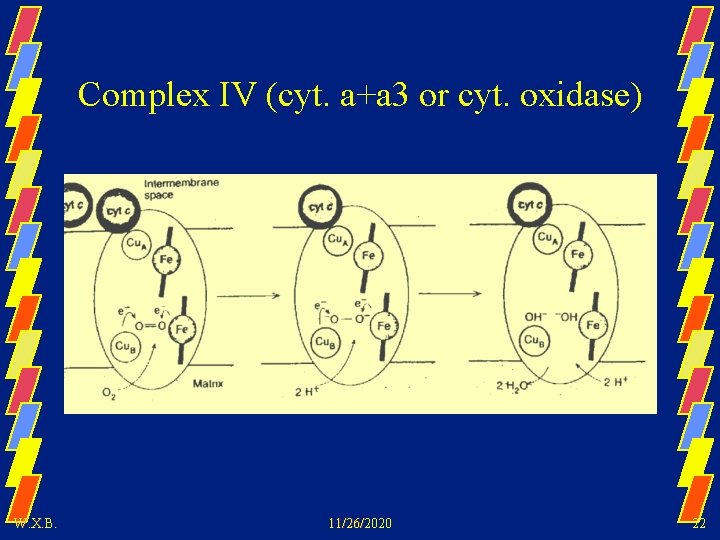 Complex IV (cyt. a+a 3 or cyt. oxidase) W. X. B. 11/26/2020 22 