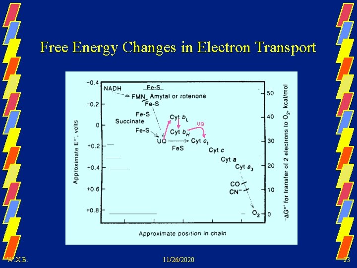 Free Energy Changes in Electron Transport UQ W. X. B. 11/26/2020 23 