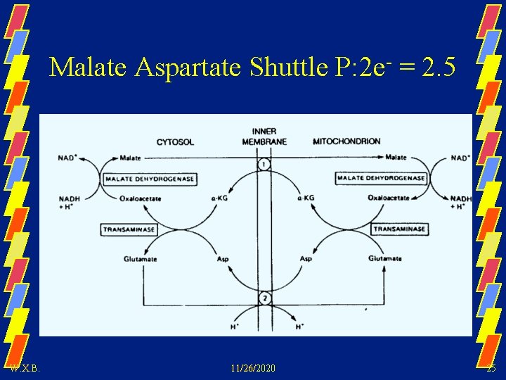 Malate Aspartate Shuttle P: 2 e- = 2. 5 W. X. B. 11/26/2020 25