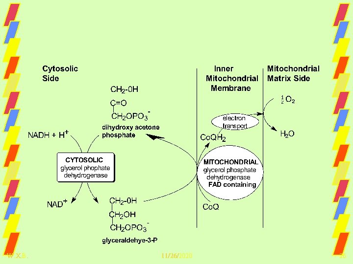 Glycerol Phosphate Shuttle, P: 2 e- = 1. 5 W. X. B. 11/26/2020 26