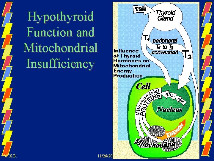 Hypothyroid Function and Mitochondrial Insufficiency W. X. B. 11/26/2020 4 