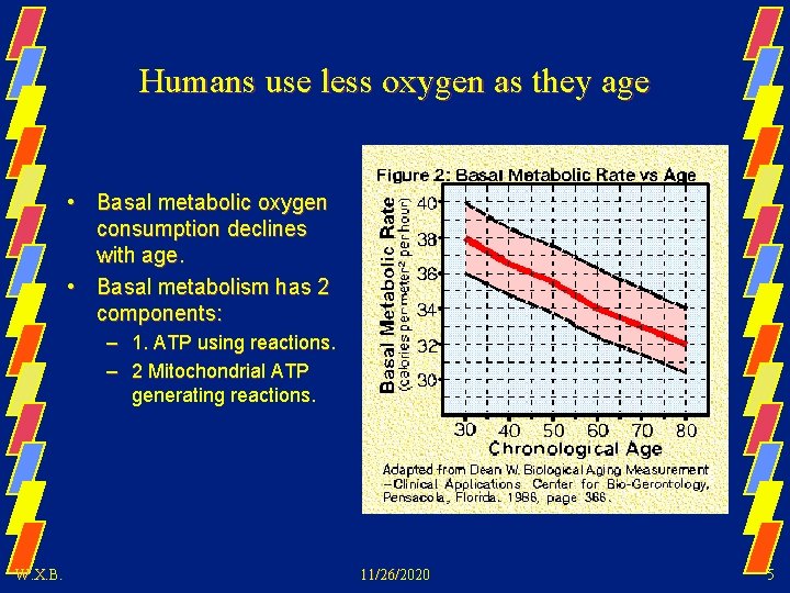 Humans use less oxygen as they age • Basal metabolic oxygen consumption declines with