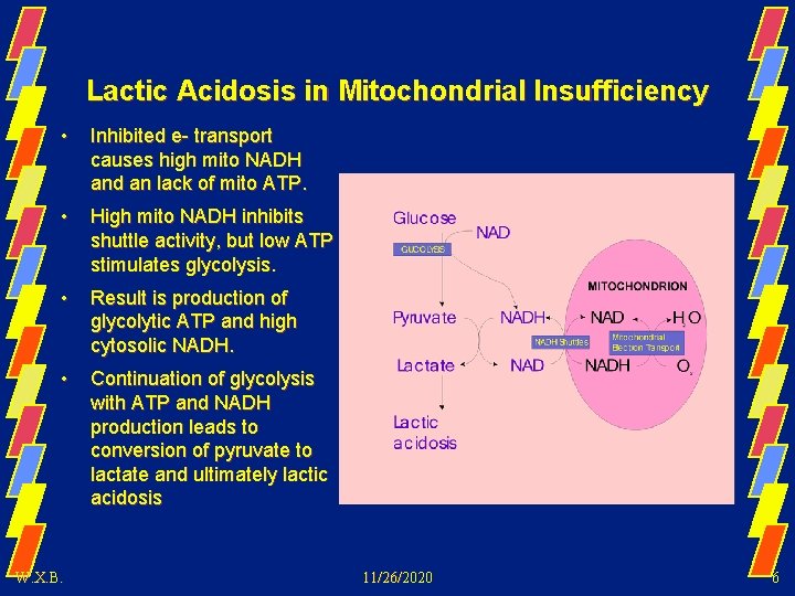 Lactic Acidosis in Mitochondrial Insufficiency • Inhibited e- transport causes high mito NADH and