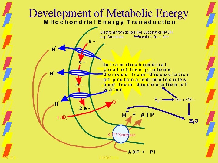 Development of Metabolic Energy Electrons from donors like Succinat or NADH e. g. Succinate