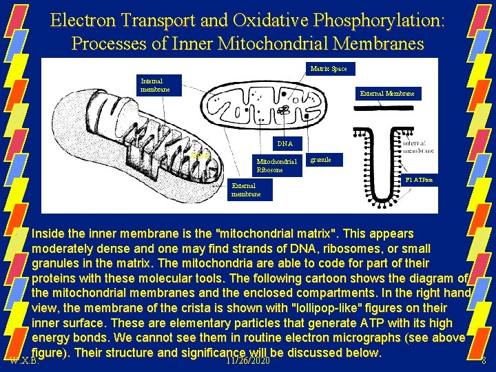 Electron Transport and Oxidative Phosphorylation: Processes of Inner Mitochondrial Membranes Matrix Space Internal membrane